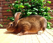 Продаю короткошёрстных кроликов породы РЕКС